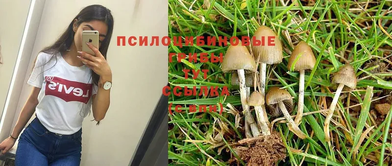 Галлюциногенные грибы Psilocybine cubensis  Сортавала 